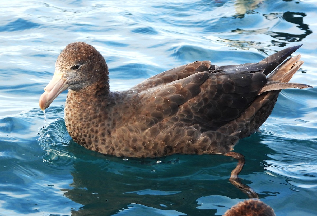 Northern Giant-Petrel - ML648863872