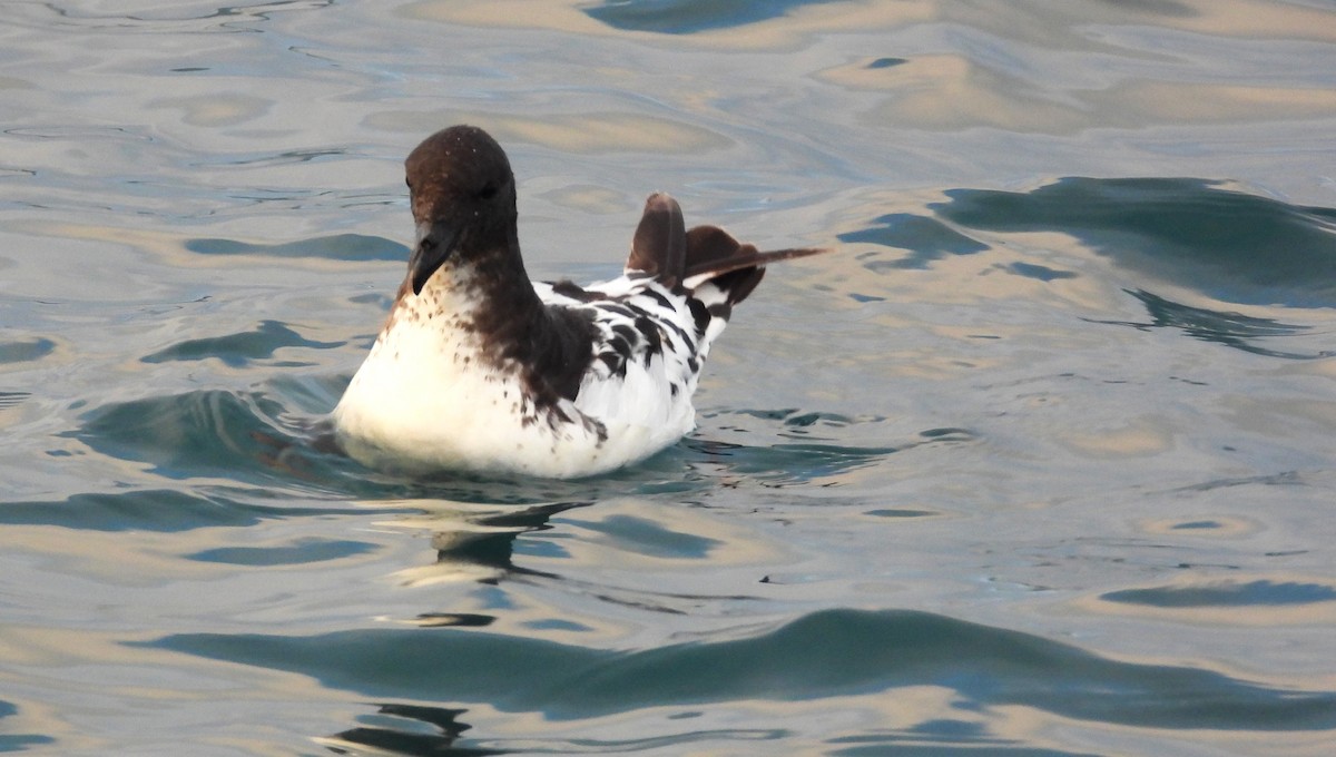 Procellaria del Capo - ML648863887