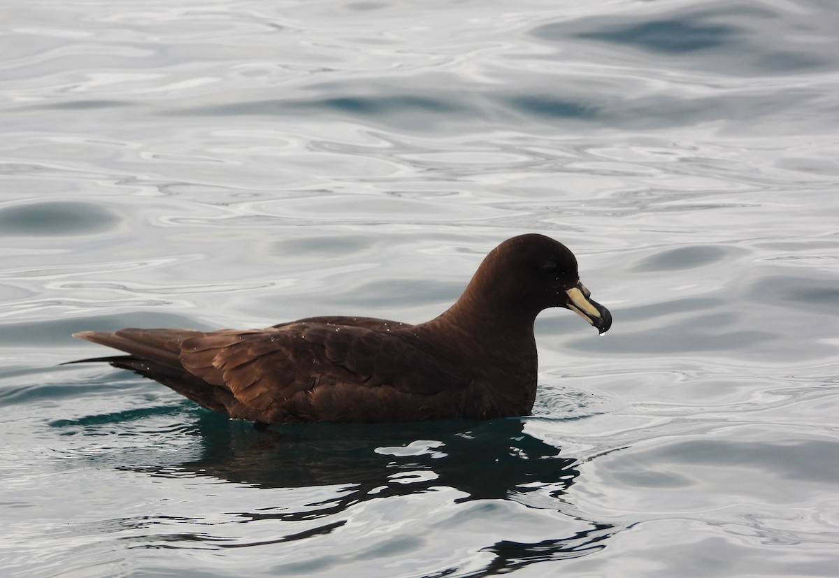 Westland Petrel - ML648863907