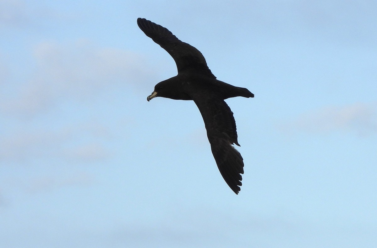 Westland Petrel - ML648863930