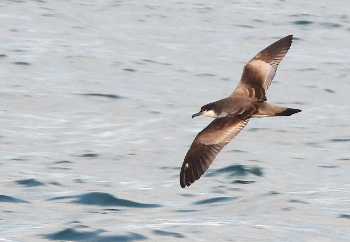 Buller's Shearwater - ML648863968