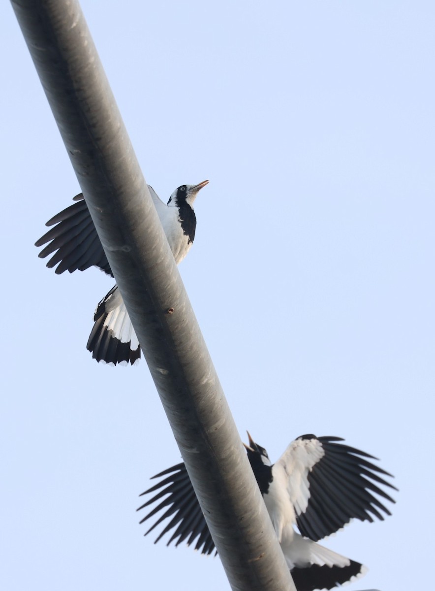 ツチスドリ - ML648864102