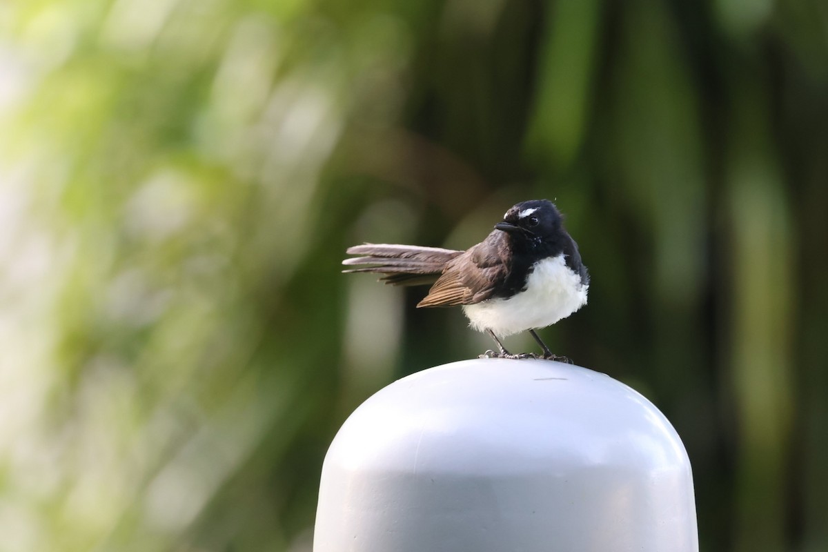 ヨコフリオウギビタキ - ML648864112