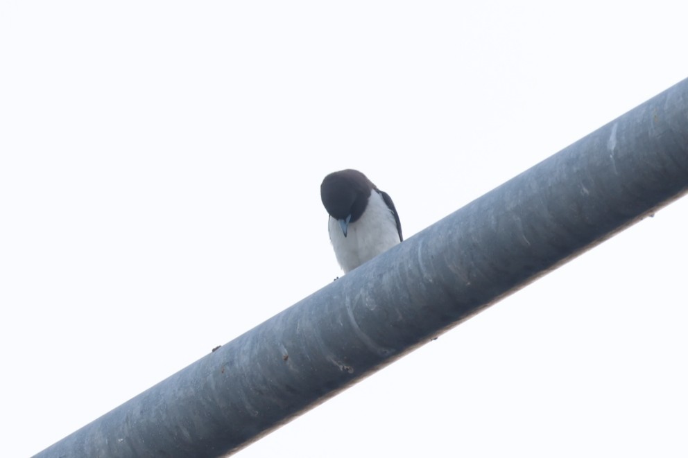 モリツバメ - ML648864114