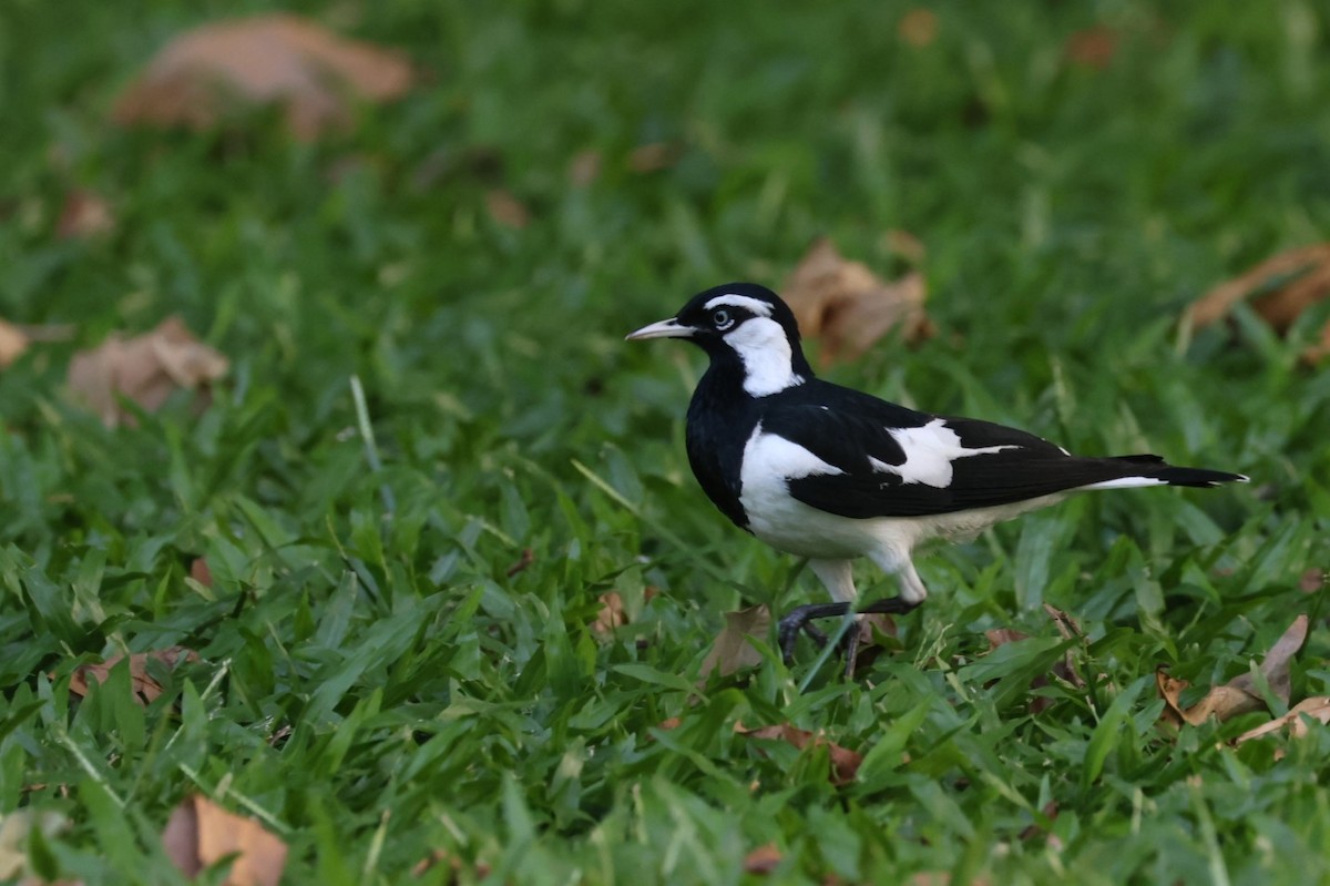 ツチスドリ - ML648864125