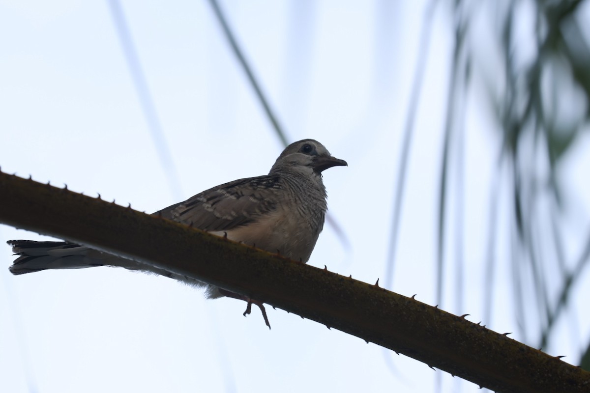 オーストラリアチョウショウバト - ML648864128