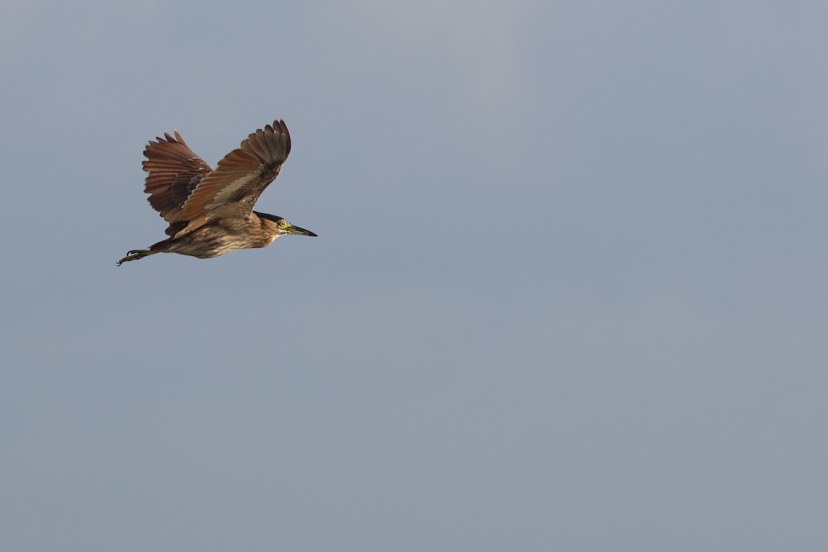 ハシブトゴイ - ML648864137