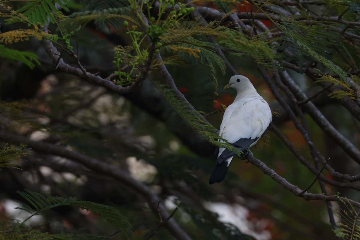 Torresian Imperial-Pigeon - ML648864147