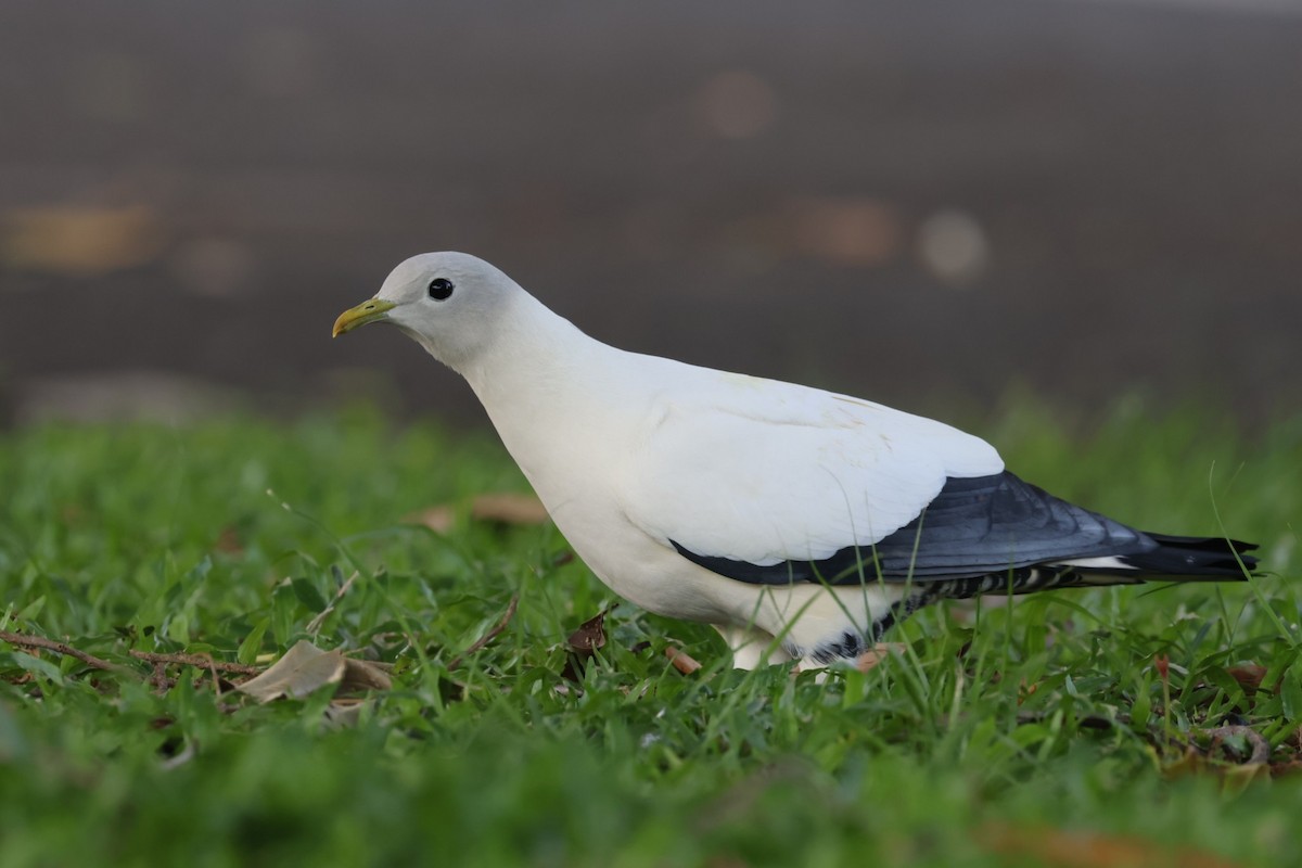 Torresian Imperial-Pigeon - ML648864148