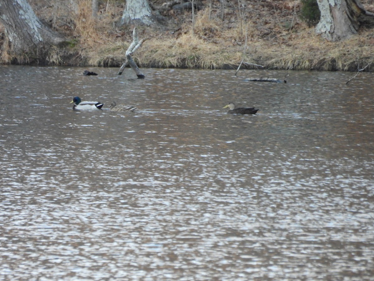 Американская кряква - ML648864153