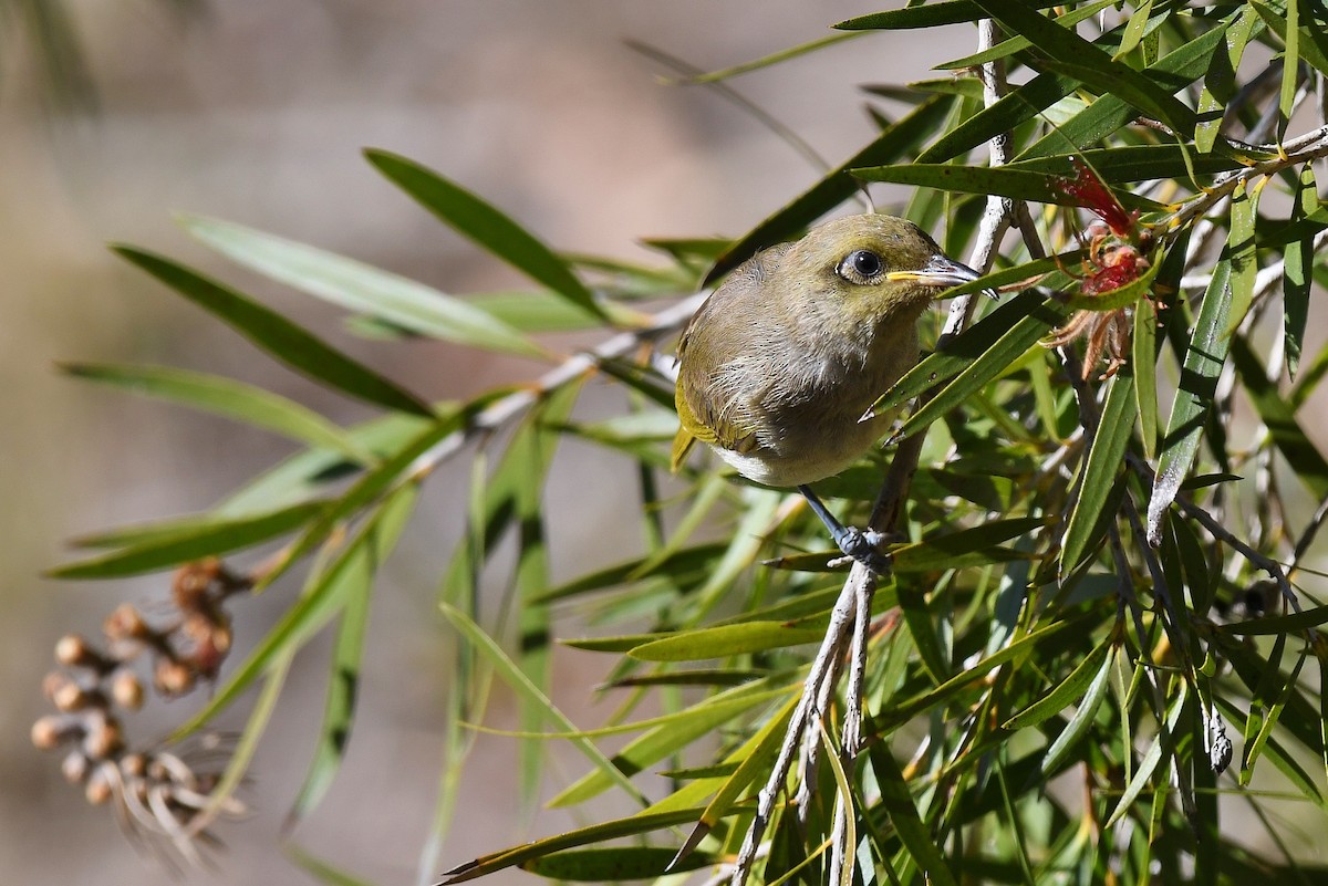 Brown Honeyeater - ML64886431