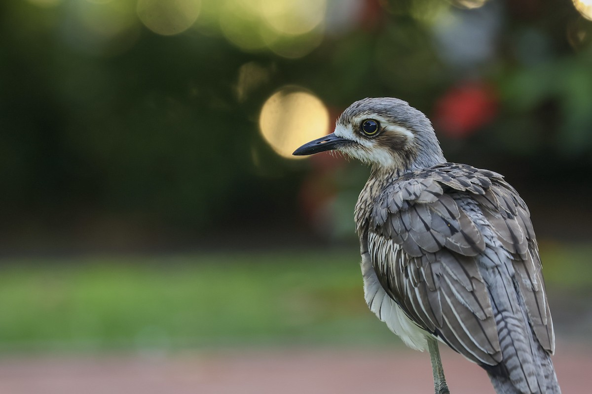 オーストラリアイシチドリ - ML648864346