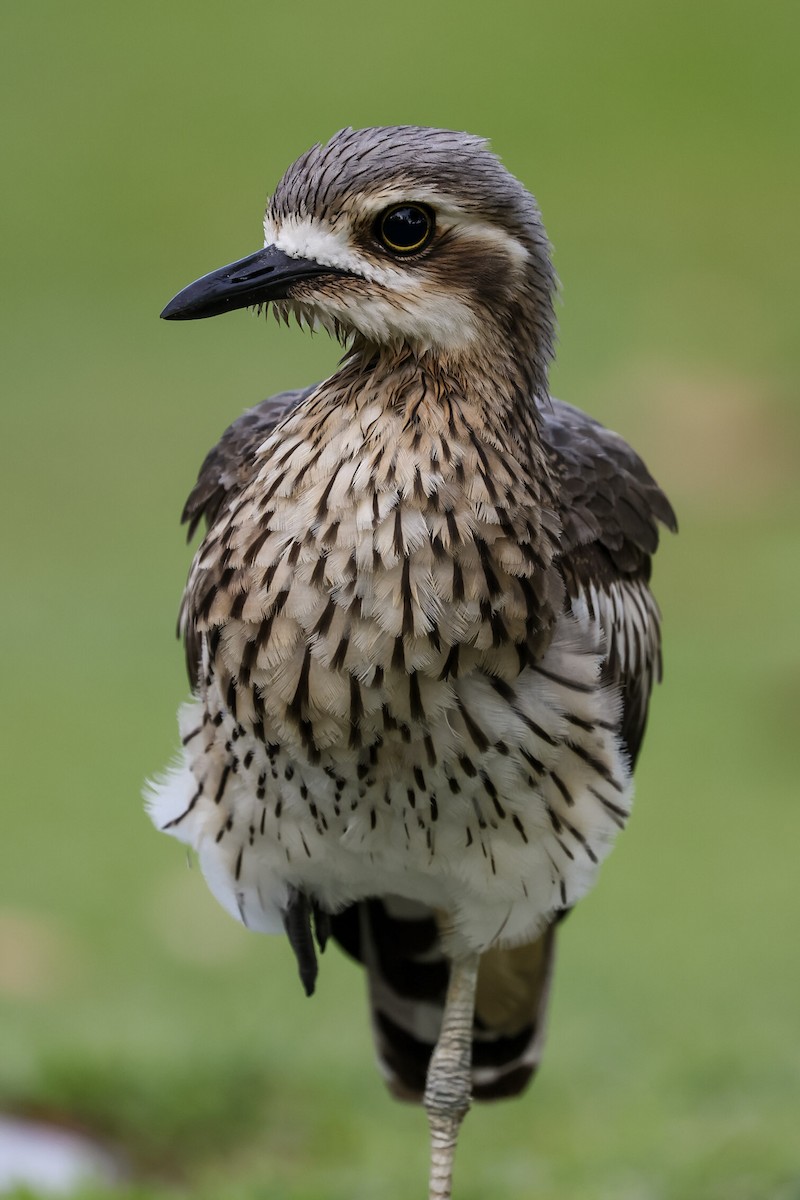 オーストラリアイシチドリ - ML648864347