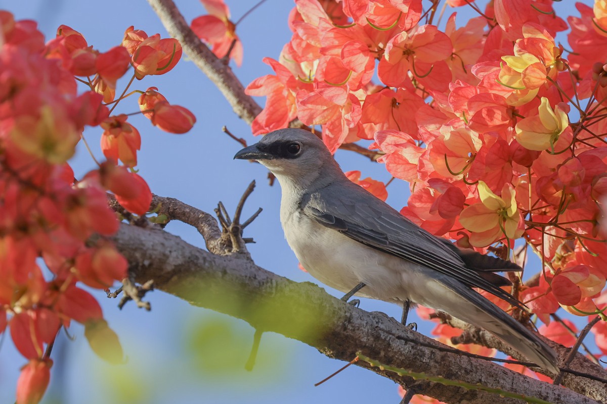 パプアオオサンショウクイ - ML648864358
