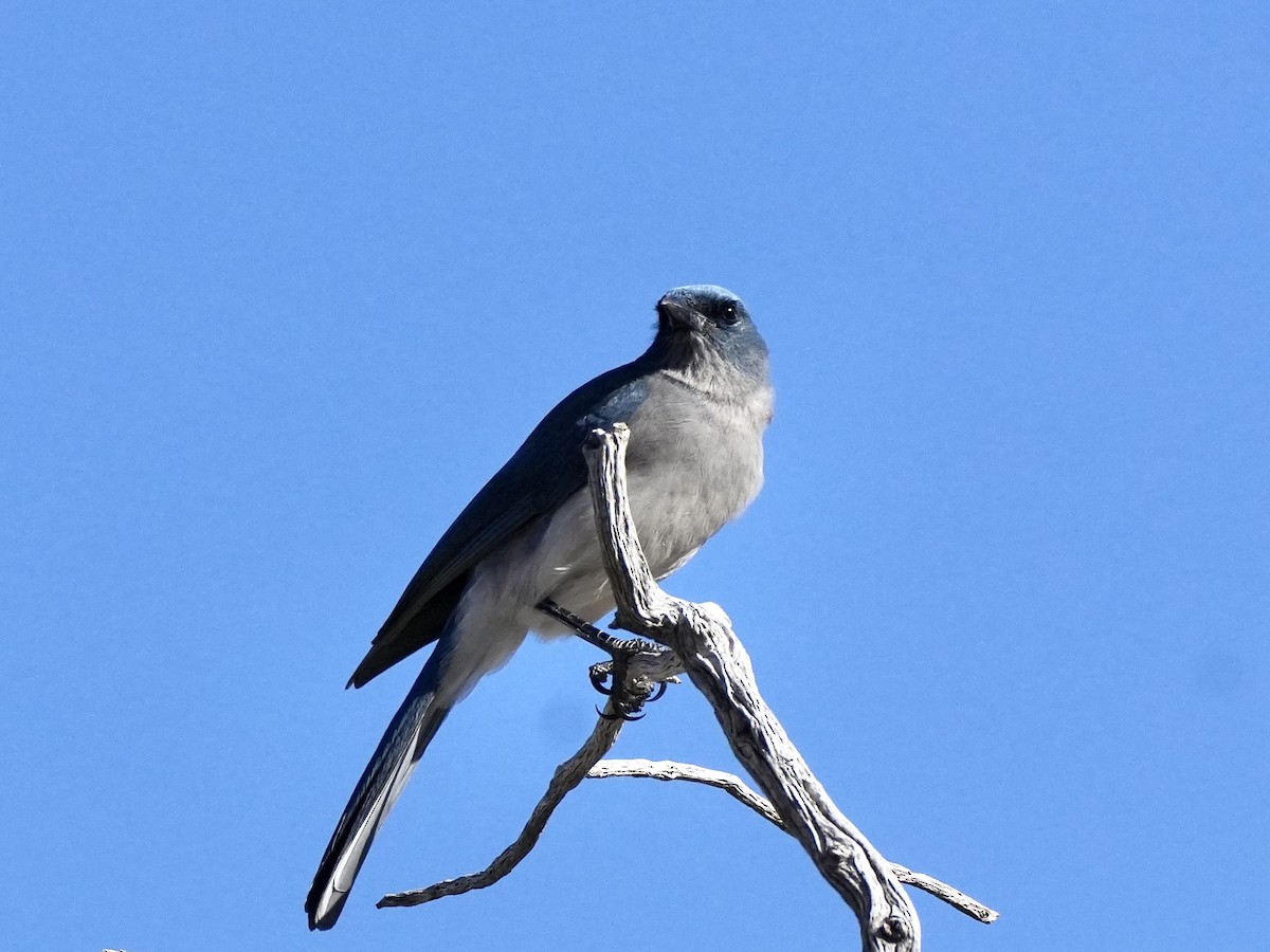 Mexican Jay - ML648864396