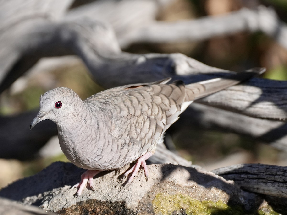 Inca Dove - ML648864465