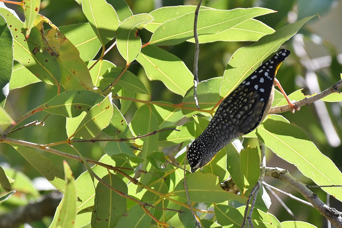 Fleckenpanthervogel - ML64886461