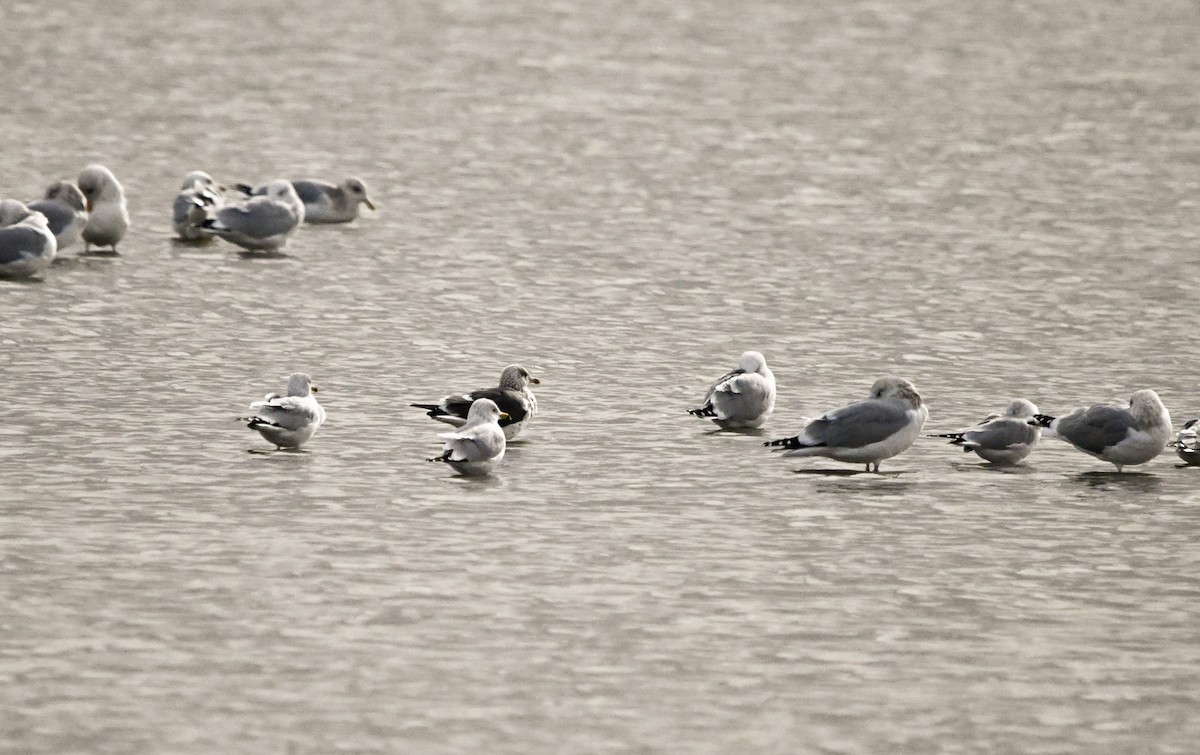 Lesser Black-backed Gull - ML648864654