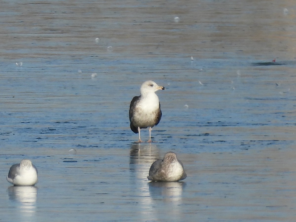 Gaviota/Gavión sp. - ML648864725