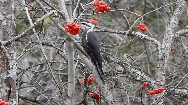 Helmspecht - ML648864764