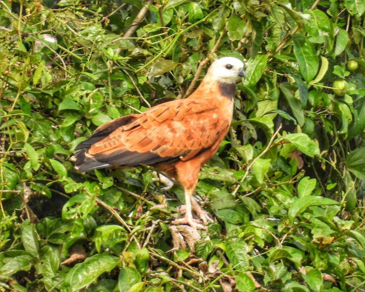 Black-collared Hawk - ML648864903