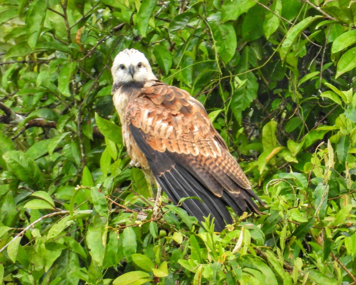 Black-collared Hawk - ML648864904