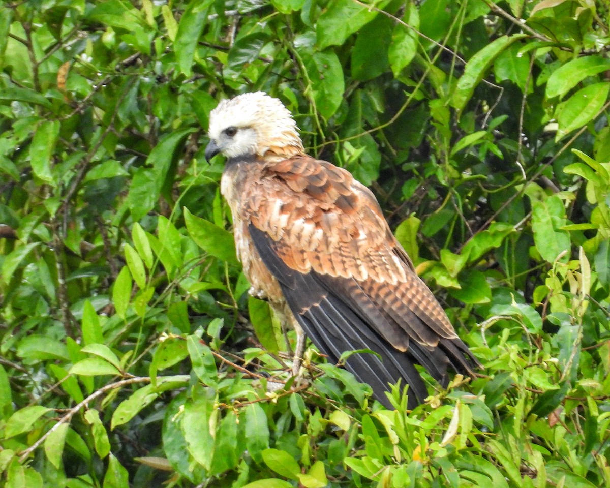 Black-collared Hawk - ML648864905