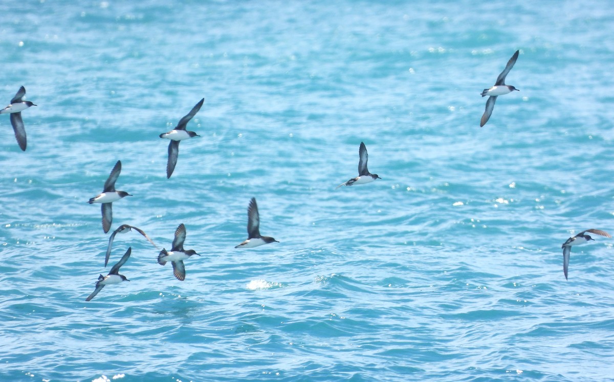 Hutton's Shearwater - ML648864918