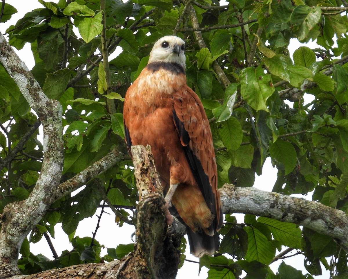Black-collared Hawk - ML648865058