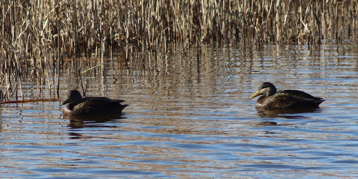 Американская кряква - ML648865406