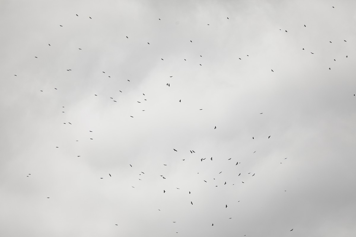 Busardo Aliancho - ML648865417