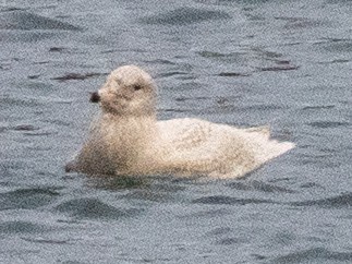 Gavión Hiperbóreo - ML648865652