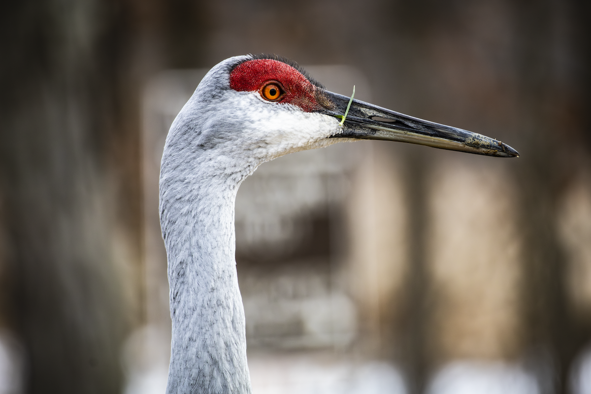 Журавель канадський - ML648865666