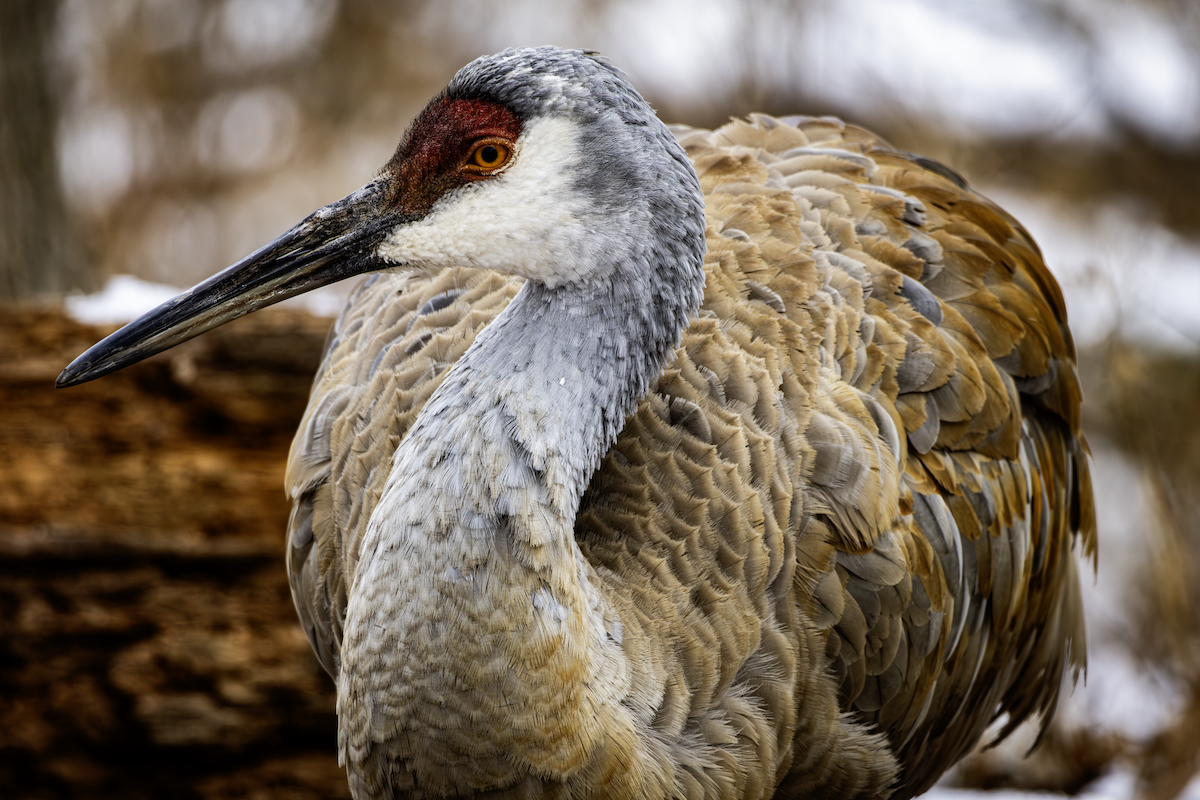 Журавель канадський - ML648865668