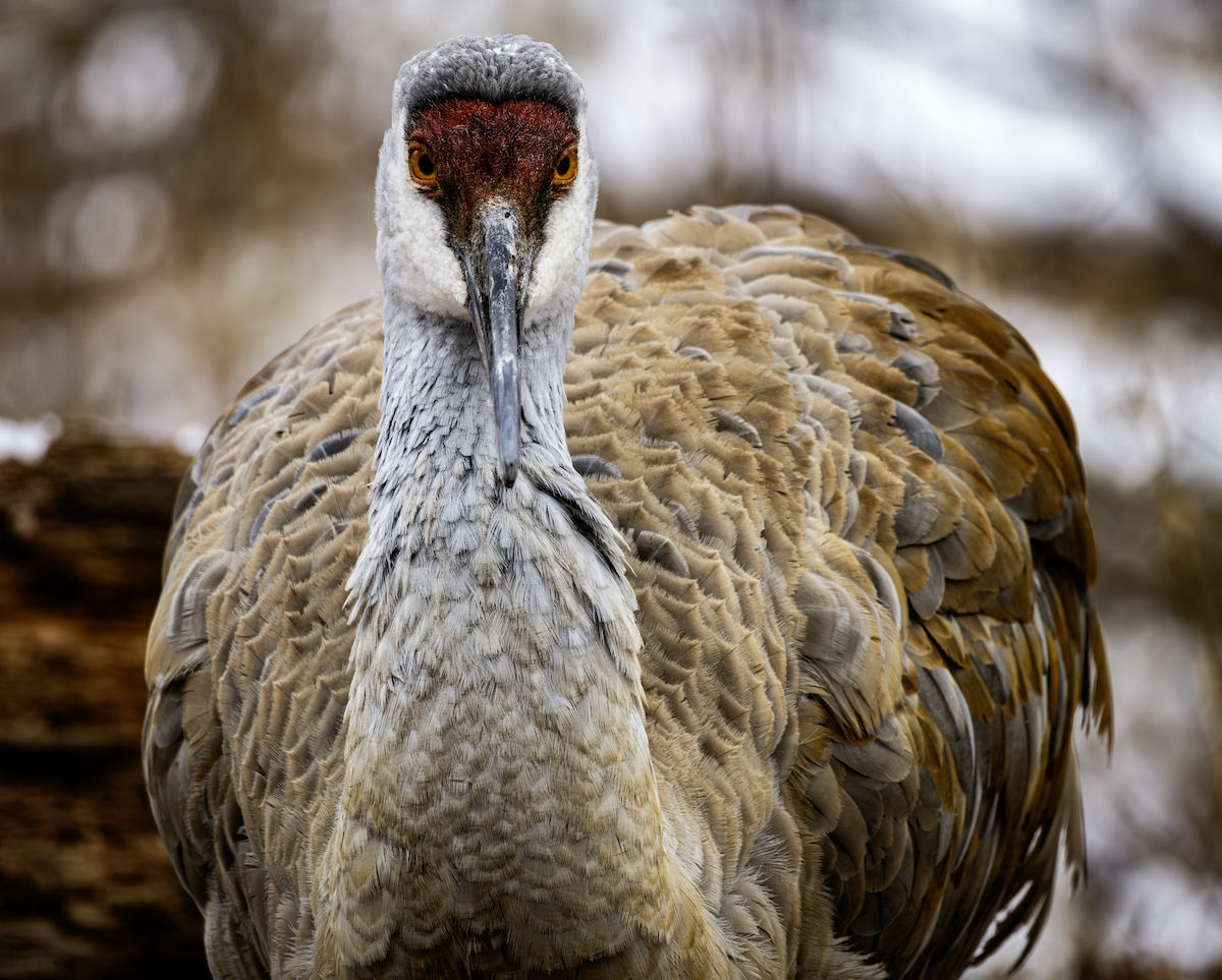 Журавель канадський - ML648865669