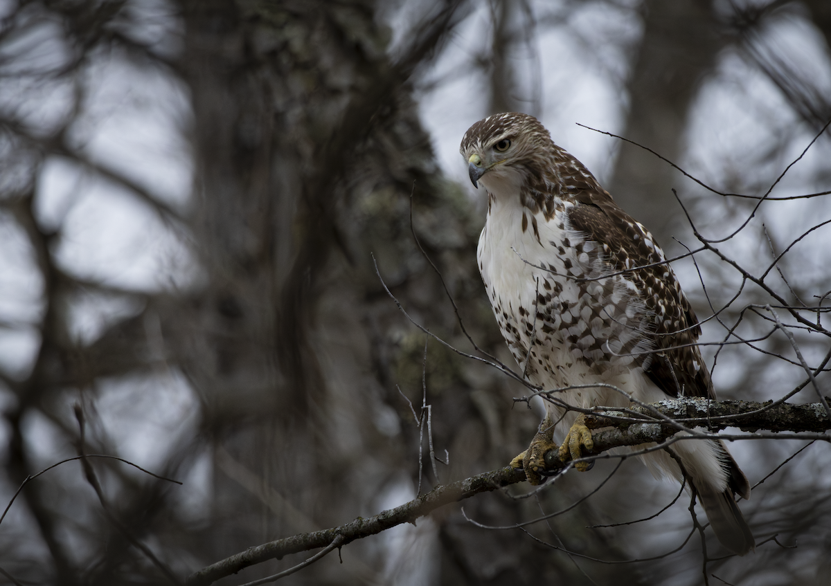 Канюк неоарктичний - ML648865680