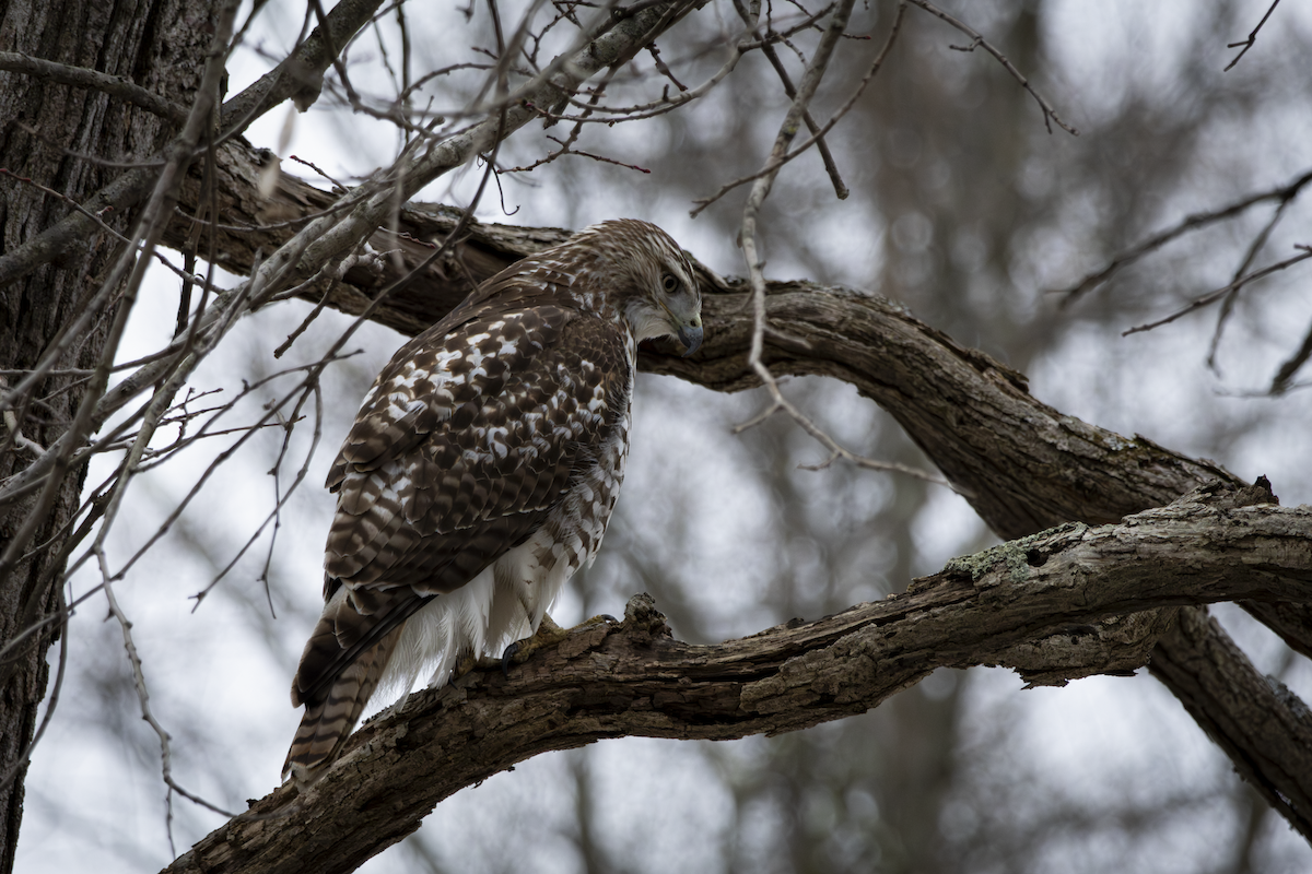 Канюк неоарктичний - ML648865681