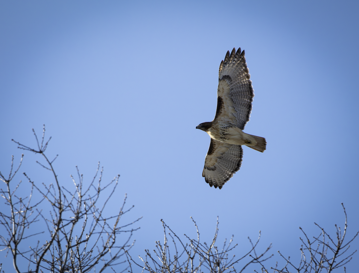 Канюк неоарктичний - ML648865682