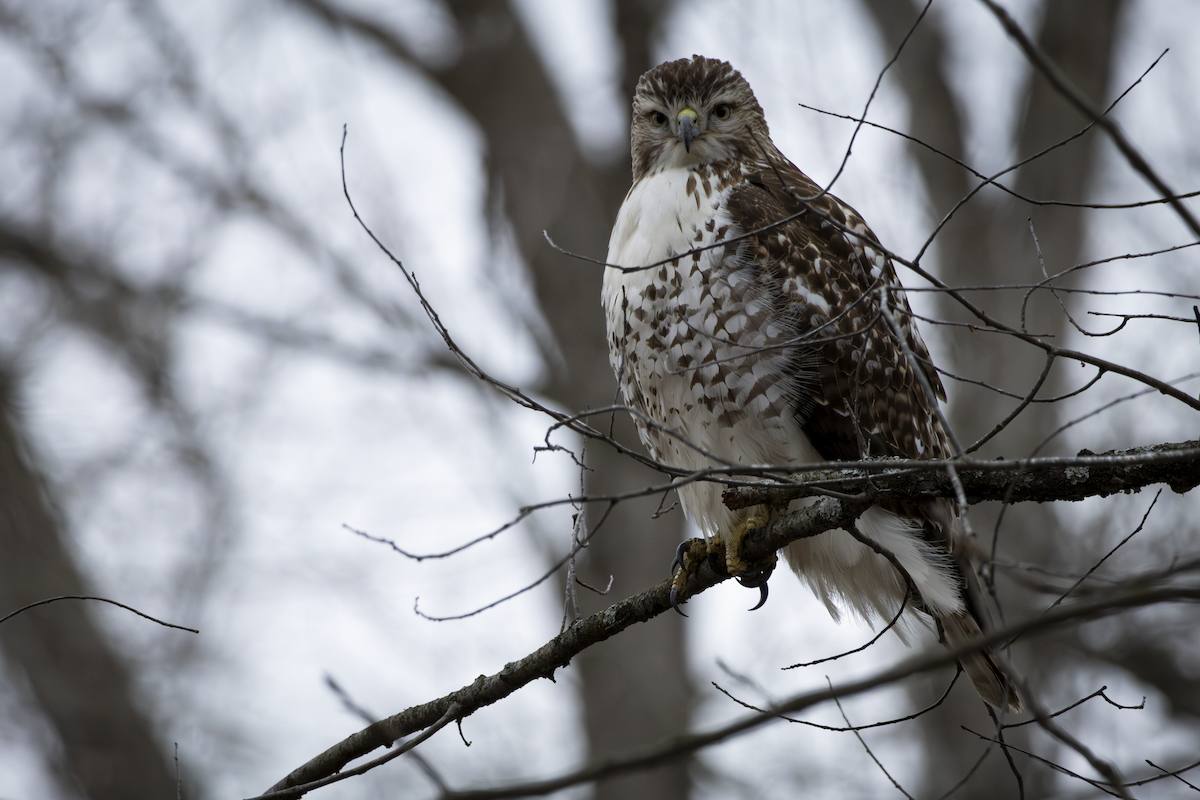 Канюк неоарктичний - ML648865683