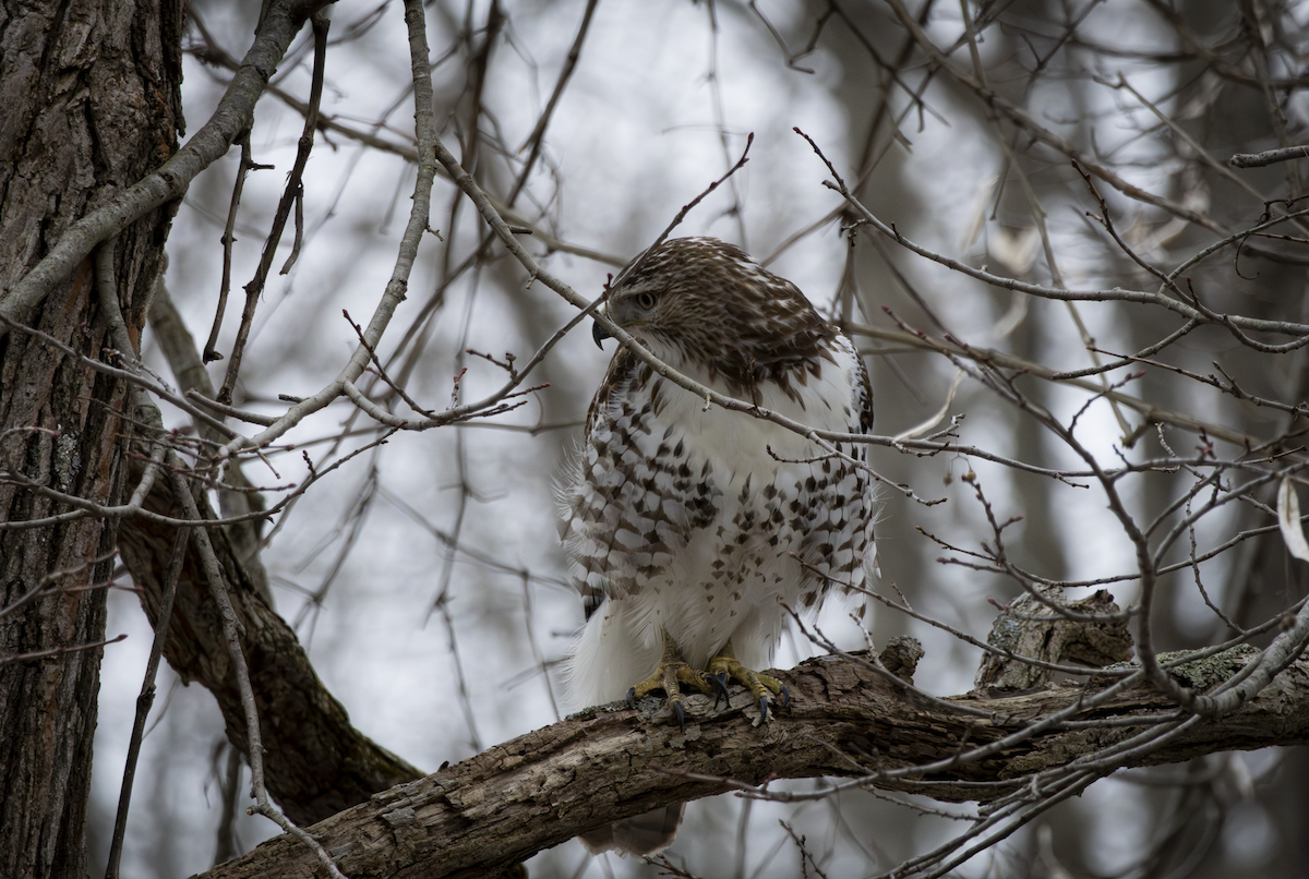 Канюк неоарктичний - ML648865684