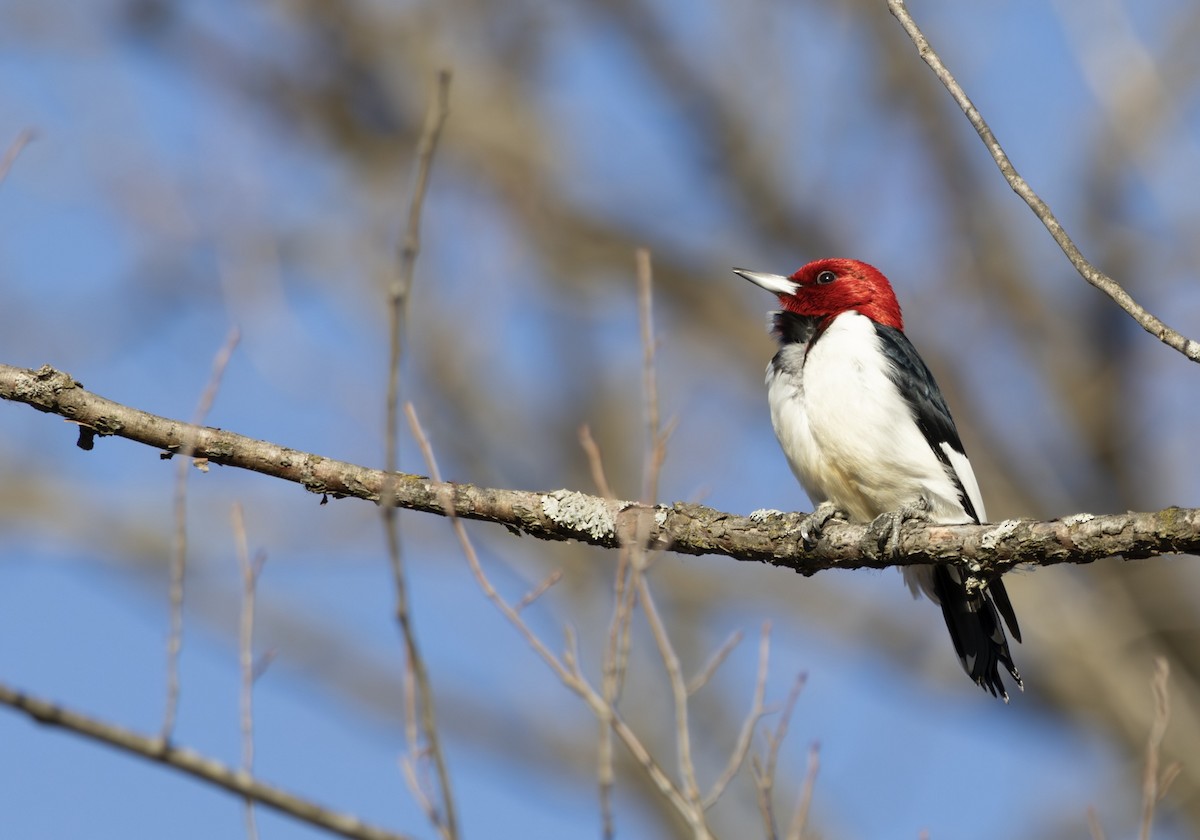 Гіла червоноголова - ML648865693