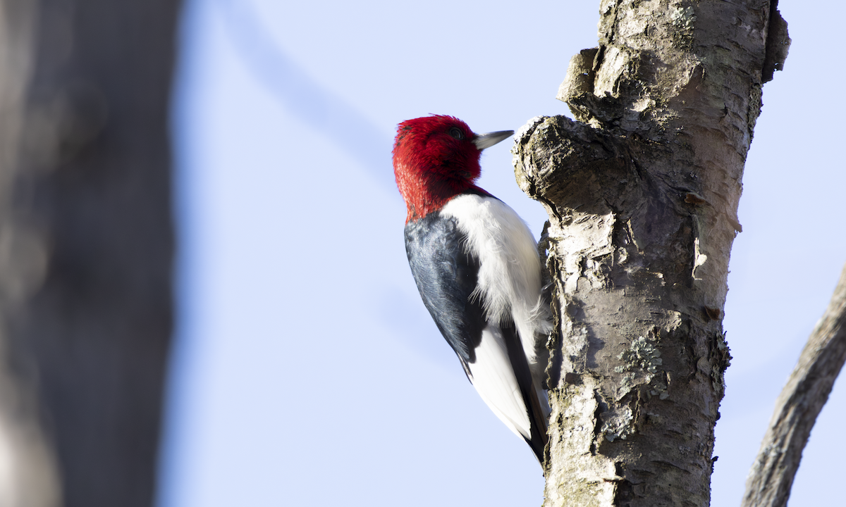 Гіла червоноголова - ML648865723