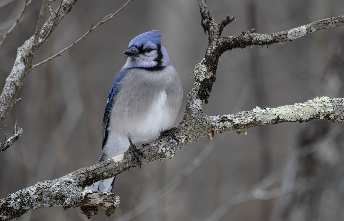 Сизойка блакитна - ML648865738