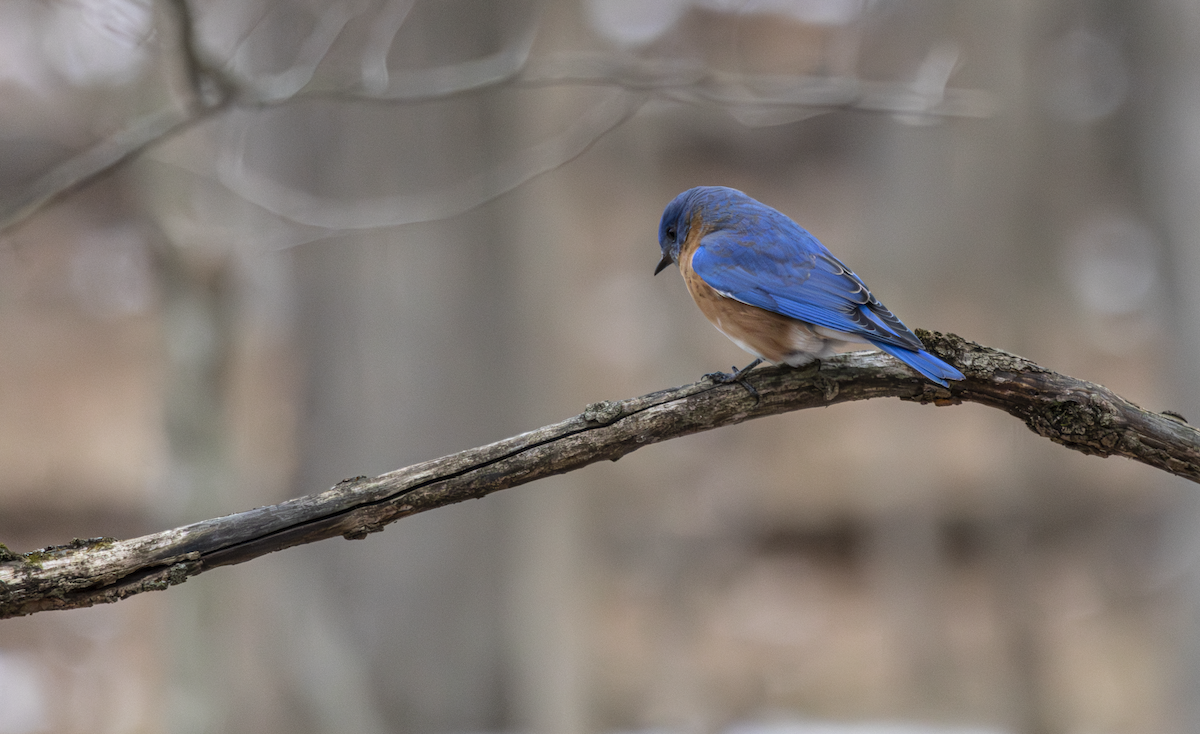 Блакитник східний - ML648865760