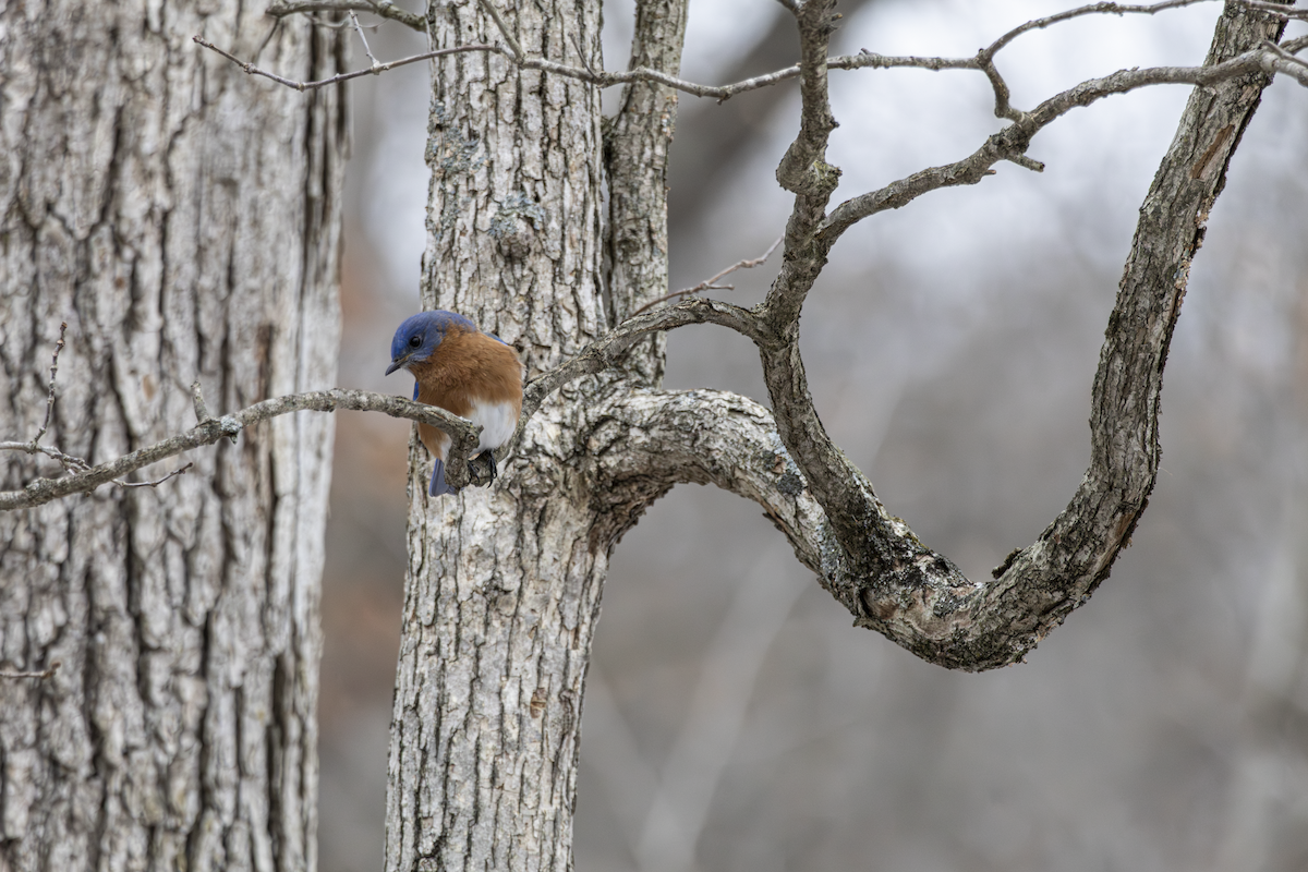 Блакитник східний - ML648865761