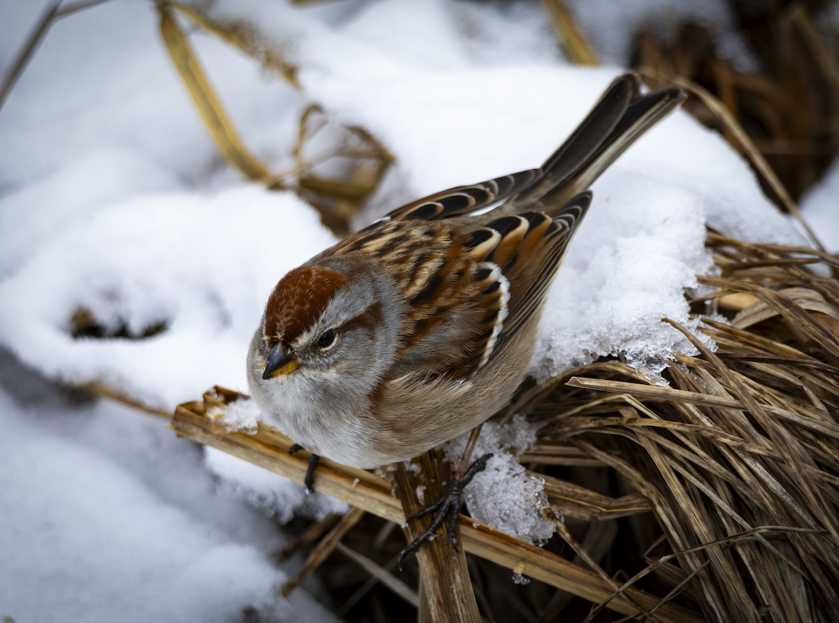 Пасовник північний - ML648865768