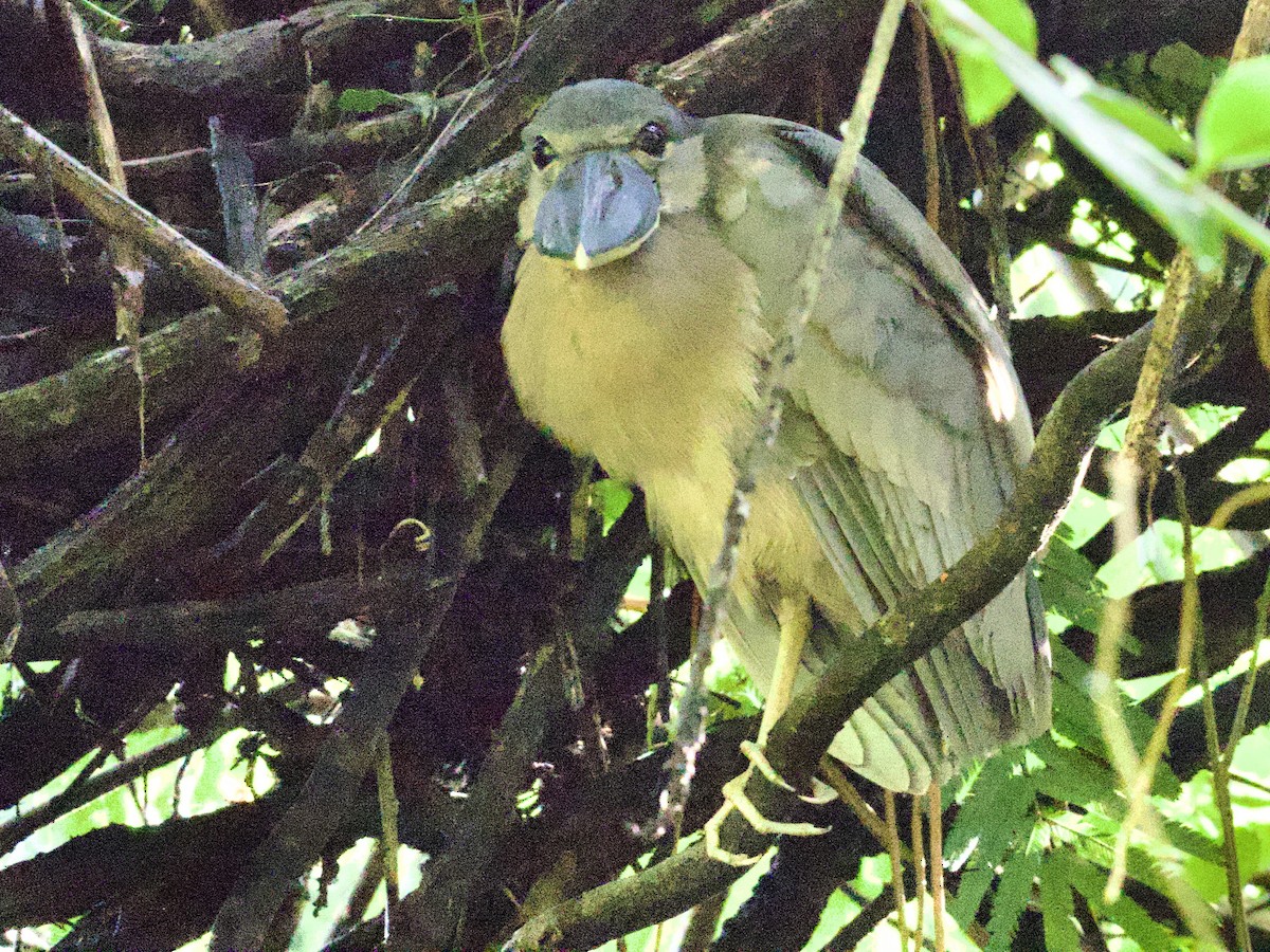 Boat-billed Heron - ML648866029