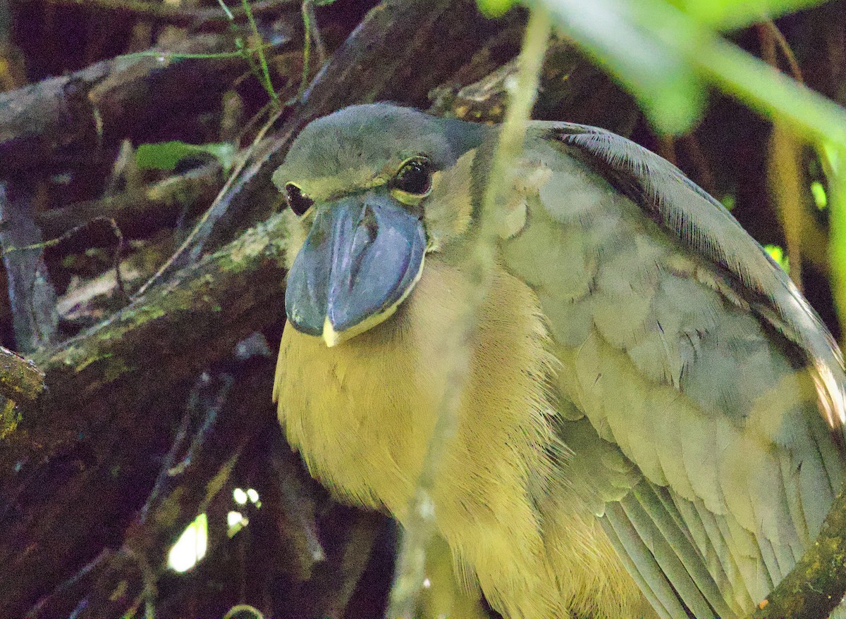 Boat-billed Heron - ML648866030