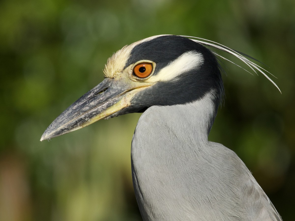Yellow-crowned Night Heron - ML648866119