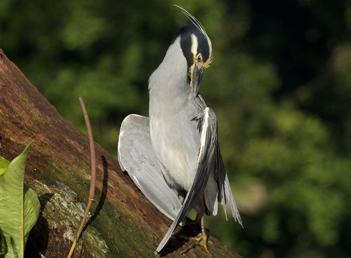 Yellow-crowned Night Heron - ML648866120